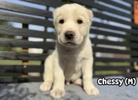 Chessy , a male Central Asian Shepherd for sale in La Grande, OR – 4 of 10