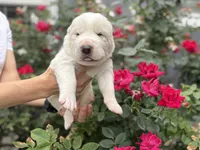 Casper, a male Central Asian Shepherd for sale in La Grande, OR – 7 of 9