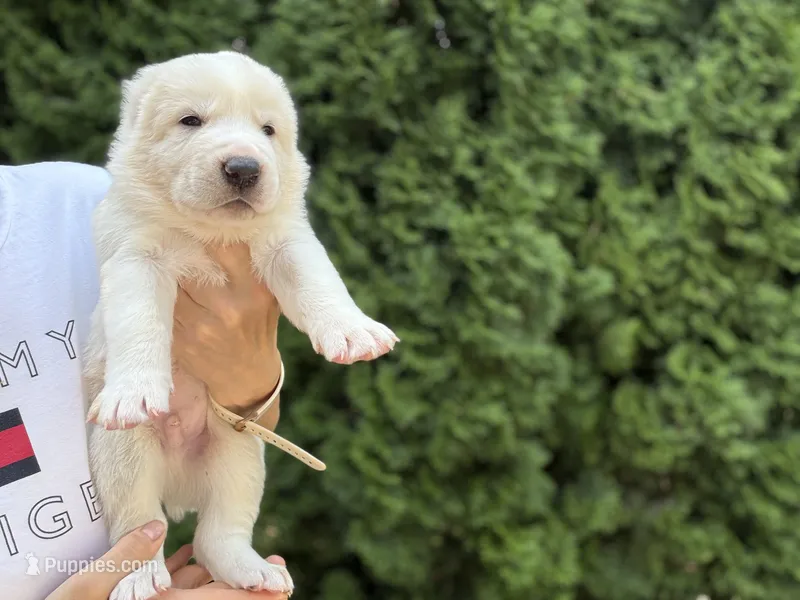Casper – Central Asian Shepherd puppy for sale in La Grande, OR