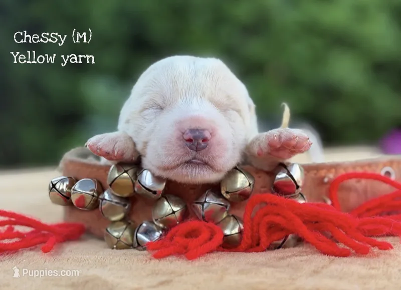 Chessy  – Central Asian Shepherd puppy for sale in La Grande, OR
