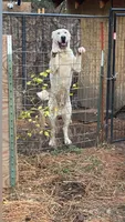 Dunkan , a male Central Asian Shepherd for sale in La Grande, OR – 2 of 7