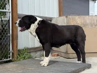 Dory , a female Central Asian Shepherd for sale in La Grande, OR – 3 of 5