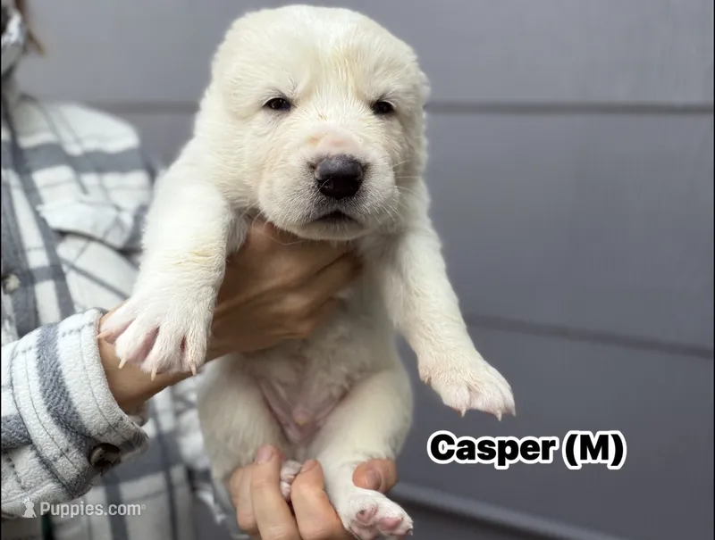 Casper – Central Asian Shepherd puppy for sale in La Grande, OR