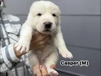 Casper, a male Central Asian Shepherd for sale in La Grande, OR – 1 of 9