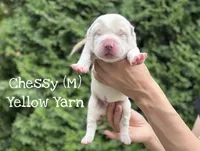 Chessy , a male Central Asian Shepherd for sale in La Grande, OR – 3 of 8