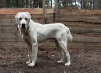 Chessy , a male Central Asian Shepherd for sale in La Grande, OR – 8 of 8