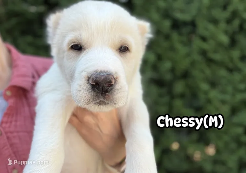 Chessy  – Central Asian Shepherd puppy for sale in La Grande, OR