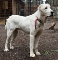 CEZAR, a male Central Asian Shepherd for sale in La Grande, OR – 7 of 9