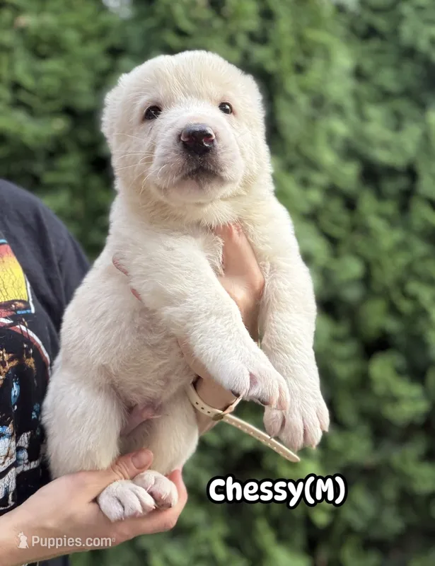 Chessy  – Central Asian Shepherd puppy for sale in La Grande, OR