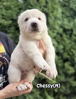 Chessy , a male Central Asian Shepherd for sale in La Grande, OR – 5 of 10