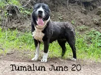 Dunkan , a male Central Asian Shepherd for sale in La Grande, OR – 6 of 7