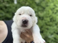 Casper, a male Central Asian Shepherd for sale in La Grande, OR – 3 of 9