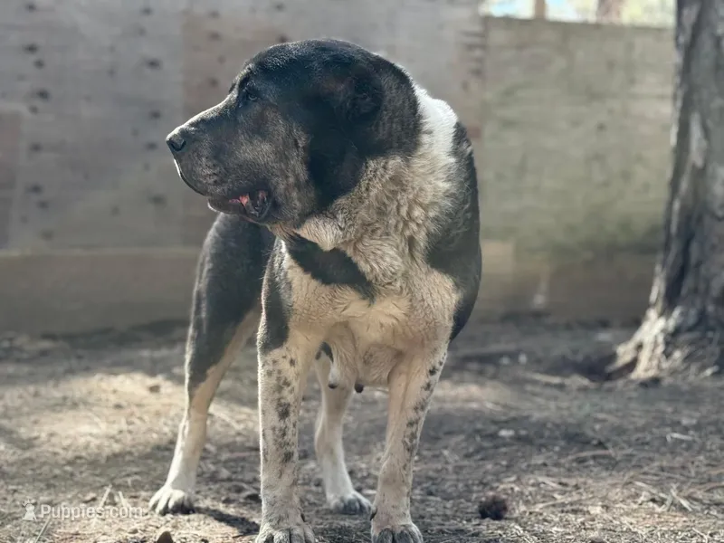 Jan  – Central Asian Shepherd puppy for sale in La Grande, OR