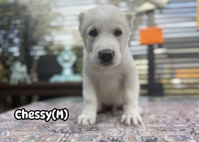 Chessy  – Central Asian Shepherd puppy for sale in La Grande, OR