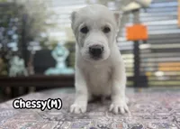 Chessy , a male Central Asian Shepherd for sale in La Grande, OR – 2 of 10