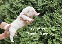 CEZAR, a male Central Asian Shepherd for sale in La Grande, OR – 3 of 9