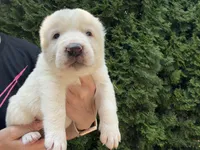 Chessy , a male Central Asian Shepherd for sale in La Grande, OR – 6 of 10