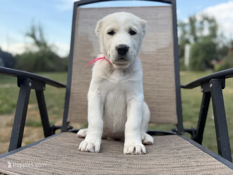 Cholpon – Central Asian Shepherd puppy for sale in La Grande, OR