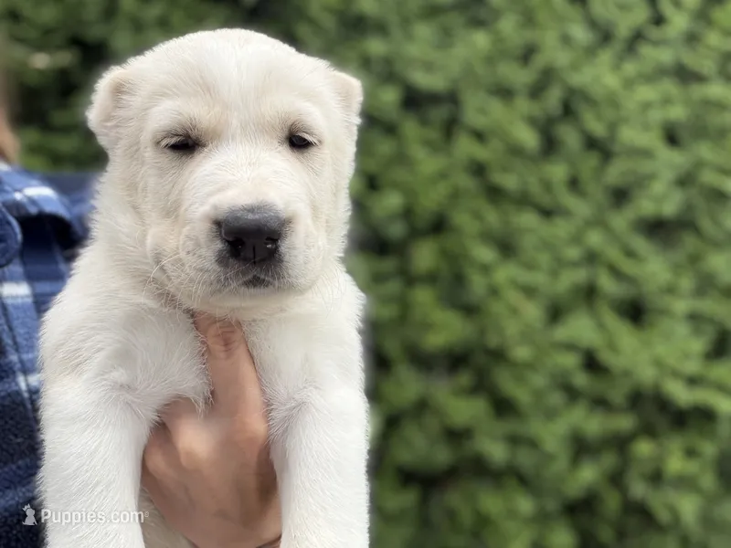 Cholpon – Central Asian Shepherd puppy for sale in La Grande, OR
