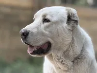 Cholpon, a female Central Asian Shepherd for sale in La Grande, OR – 5 of 6