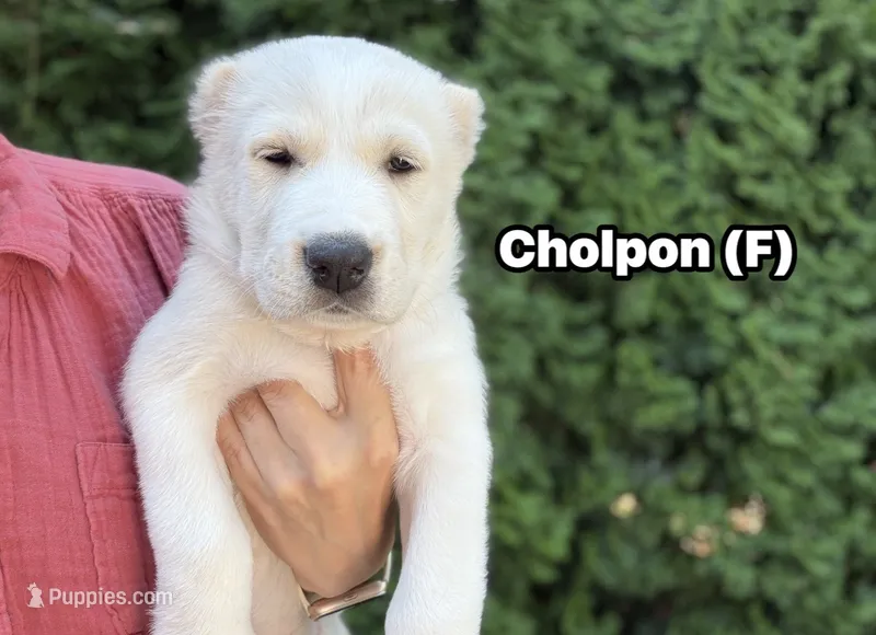 Cholpon – Central Asian Shepherd puppy for sale in La Grande, OR