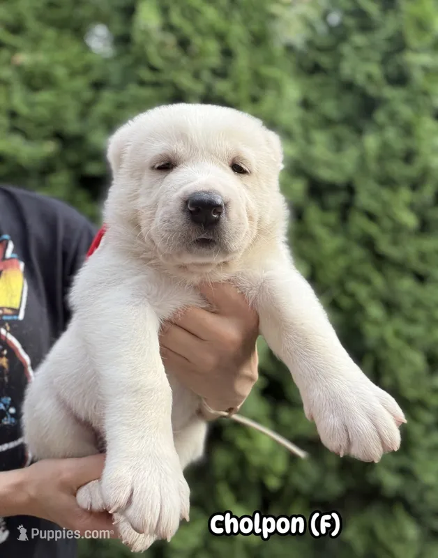 Cholpon – Central Asian Shepherd puppy for sale in La Grande, OR