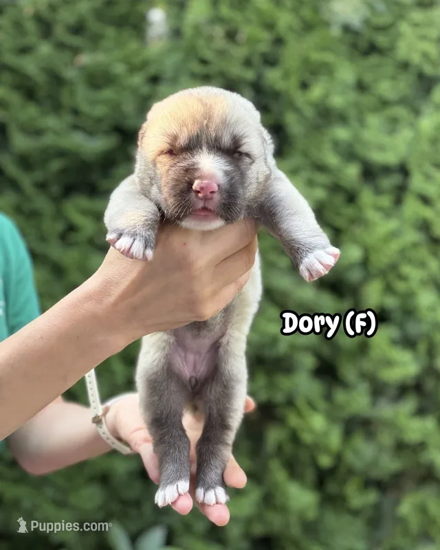 Dory  – Central Asian Shepherd puppy for sale in La Grande, OR
