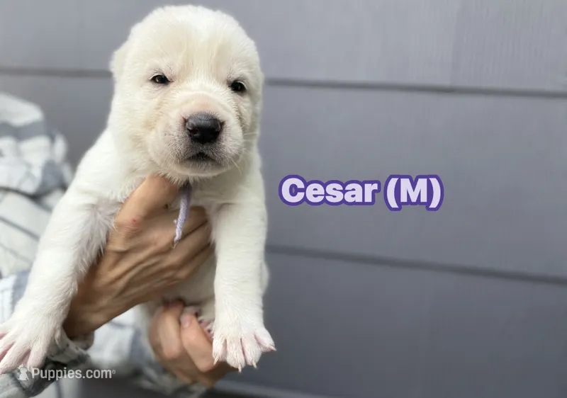 CESAR – Central Asian Shepherd puppy for sale in La Grande, OR