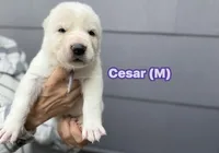 CESAR, a male Central Asian Shepherd for sale in La Grande, OR – 1 of 10