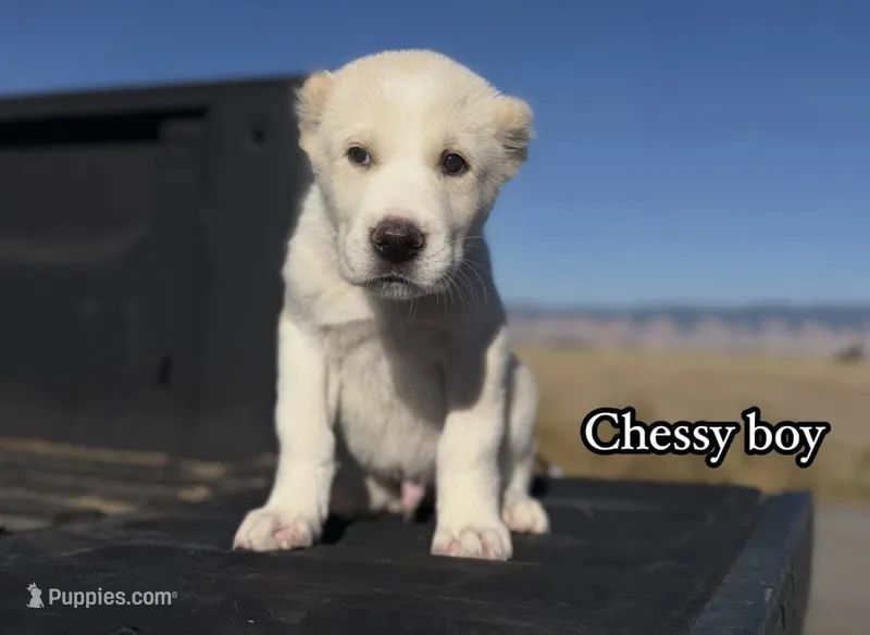 Chessy  – Central Asian Shepherd puppy for sale in La Grande, OR
