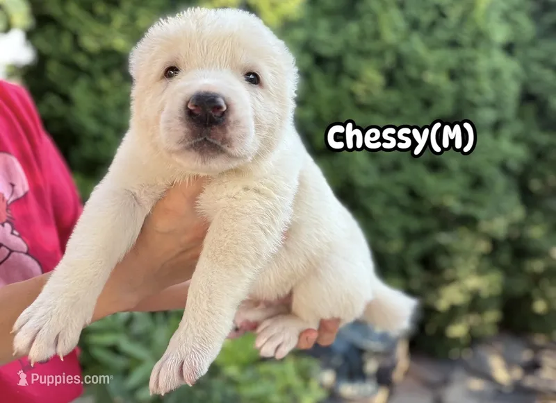 Chessy  – Central Asian Shepherd puppy for sale in La Grande, OR