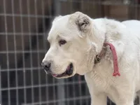 Casper, a male Central Asian Shepherd for sale in La Grande, OR – 7 of 7