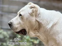 Darstan, a male Central Asian Shepherd for sale in La Grande, OR – 3 of 7