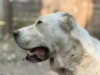 Dunkan , a male Central Asian Shepherd for sale in La Grande, OR – 3 of 7