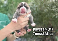 Darstan, a male Central Asian Shepherd for sale in La Grande, OR – 2 of 7