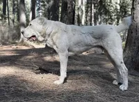 Chessy , a male Central Asian Shepherd for sale in La Grande, OR – 5 of 8
