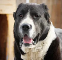 Dunkan , a male Central Asian Shepherd for sale in La Grande, OR – 7 of 7