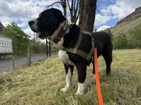 Dory , a female Central Asian Shepherd for sale in La Grande, OR – 2 of 5