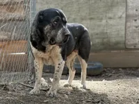 Jan , a female Central Asian Shepherd for sale in La Grande, OR – 3 of 3