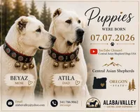 Casper, a male Central Asian Shepherd for sale in La Grande, OR – 3 of 7