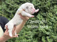 Chessy , a male Central Asian Shepherd for sale in La Grande, OR – 2 of 8