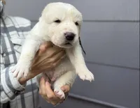 Casper, a male Central Asian Shepherd for sale in La Grande, OR – 2 of 9