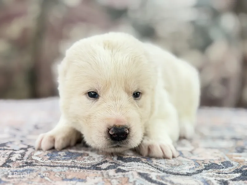Chessy  – Central Asian Shepherd puppy for sale in La Grande, OR