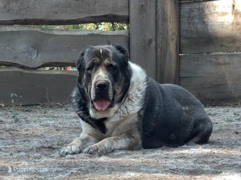 Jan  – Central Asian Shepherd puppy for sale in La Grande, OR