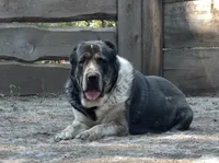 Jan , a female Central Asian Shepherd for sale in La Grande, OR – 7 of 10