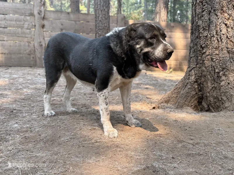 Jan  – Central Asian Shepherd puppy for sale in La Grande, OR