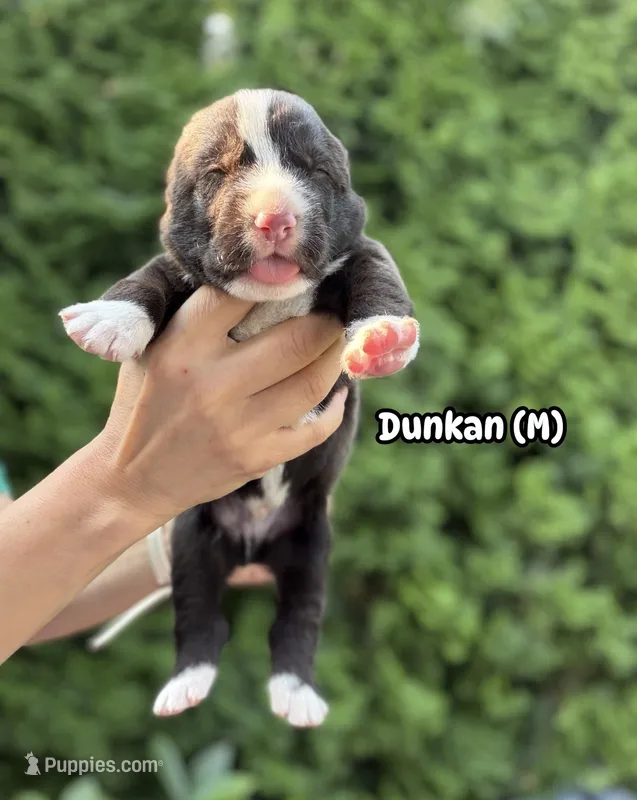 Dunkan  – Central Asian Shepherd puppy for sale in La Grande, OR