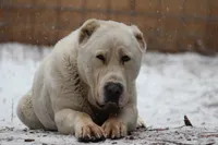 Chessy , a male Central Asian Shepherd for sale in La Grande, OR – 6 of 8