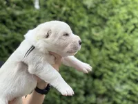 Casper, a male Central Asian Shepherd for sale in La Grande, OR – 6 of 9