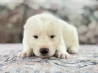 Chessy , a male Central Asian Shepherd for sale in La Grande, OR – 7 of 10